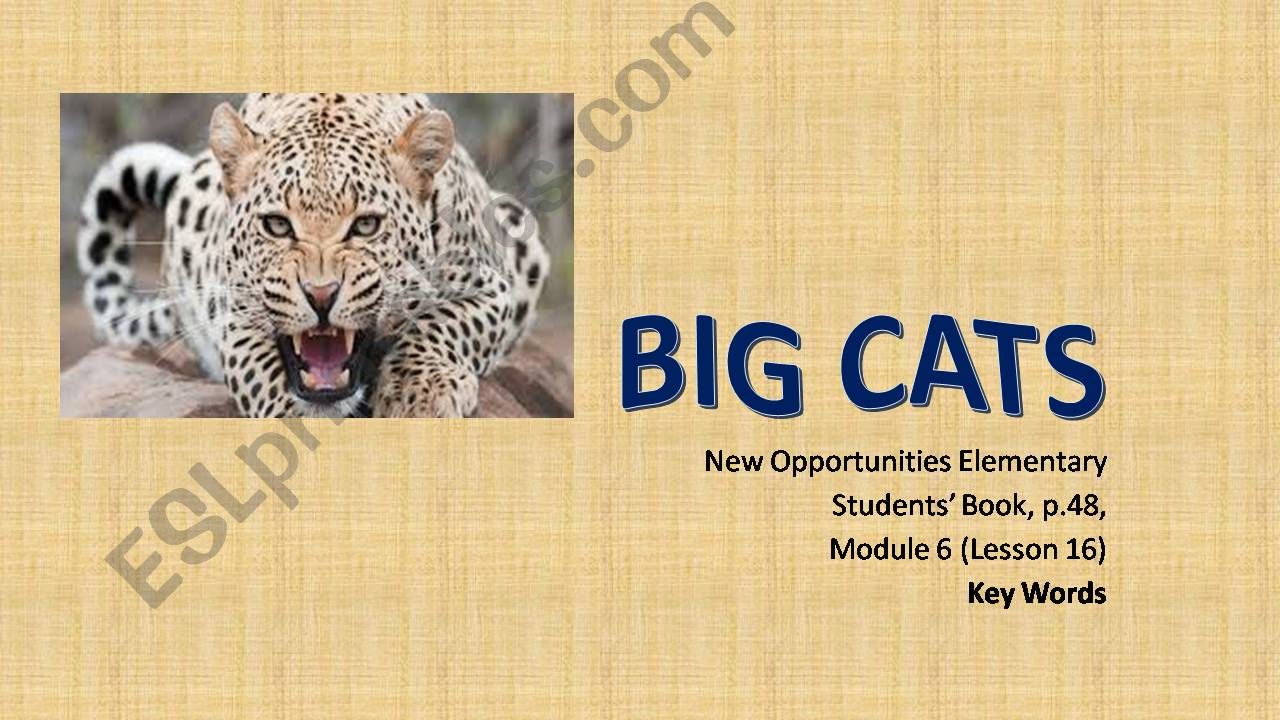 Big Cats Vocabulary+Pictures powerpoint