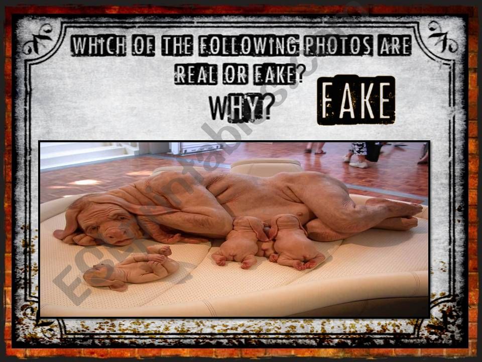 REAL OR FAKE #4 PHOTOS powerpoint