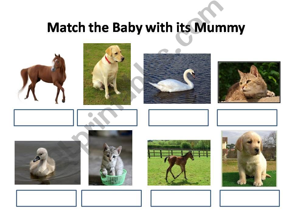 Match the Baby Animal with its Mummy