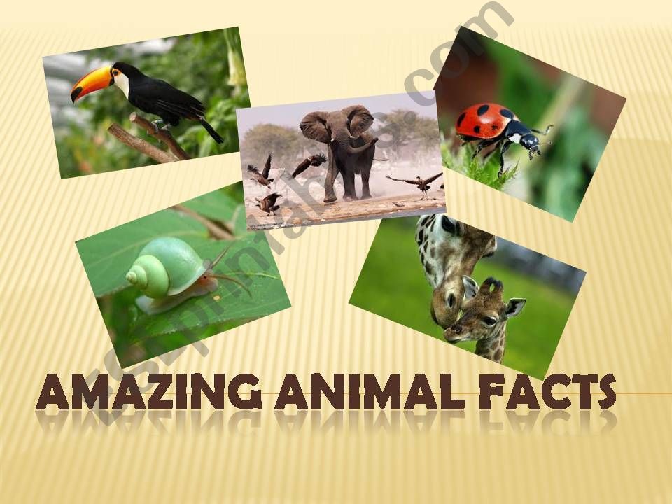 ESL - English PowerPoints: Amazing animal facts