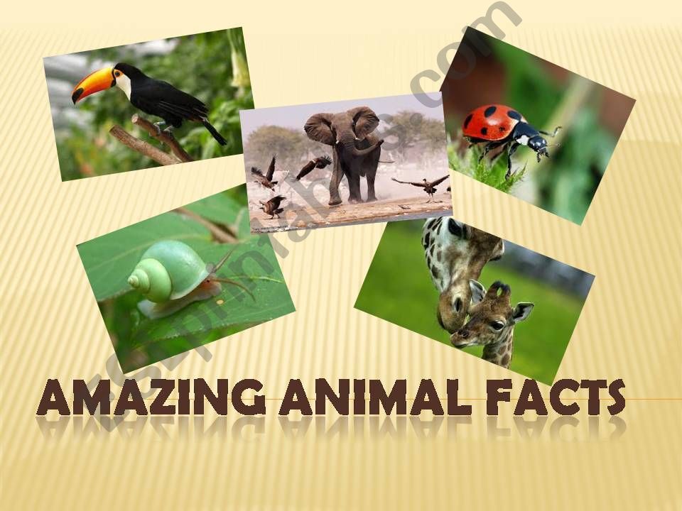 Amazing animal facts powerpoint