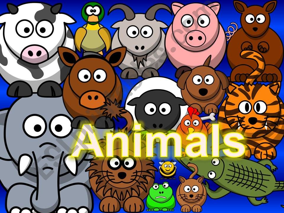 Animals powerpoint