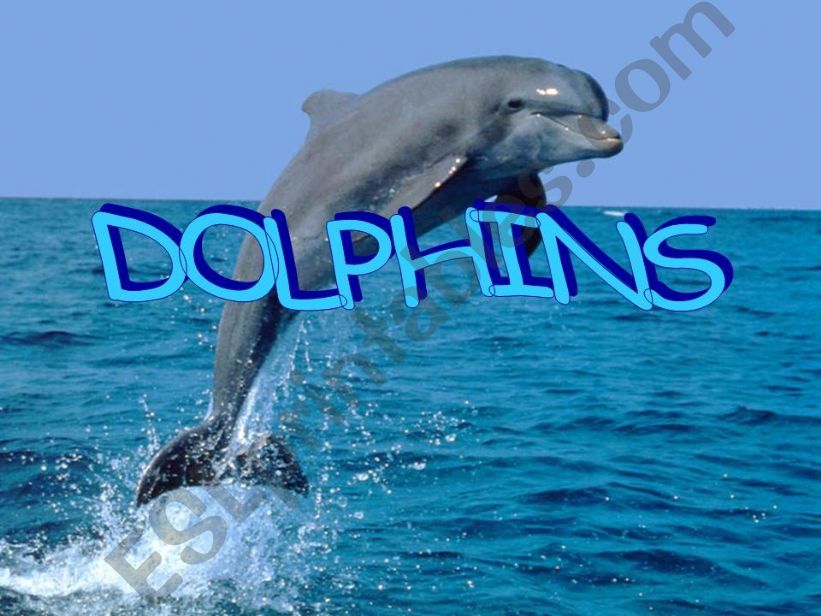 Dolphins reading powerpoint