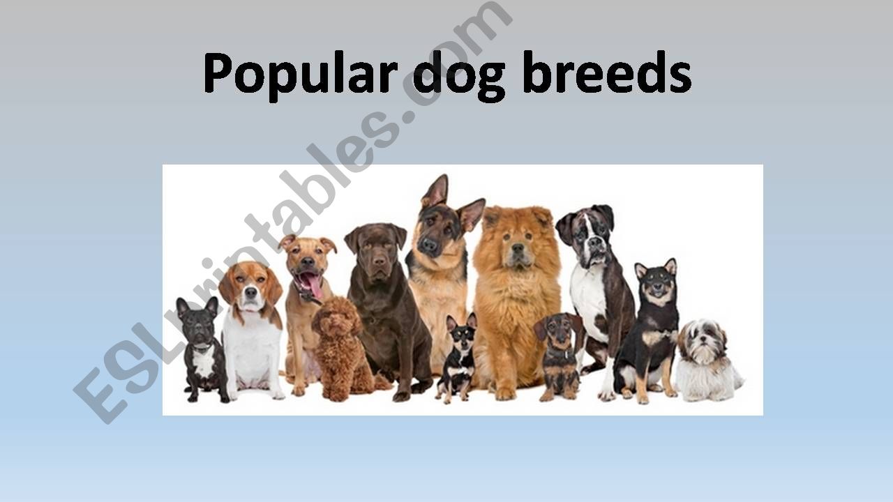 Popular dog breeds powerpoint