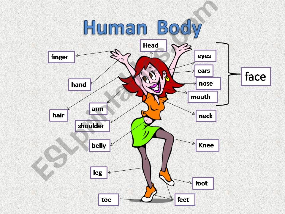 The human body powerpoint