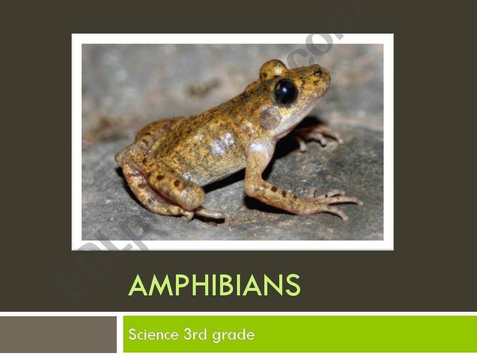 Charactheristics of amphibians