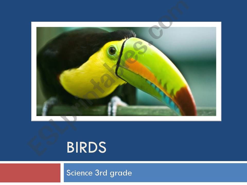 Birds Charactheristics powerpoint