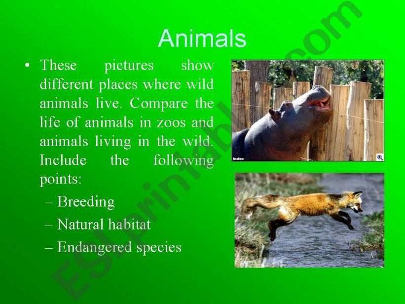 Animals powerpoint