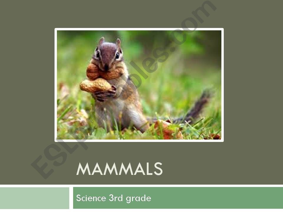 Mammals Presentation powerpoint