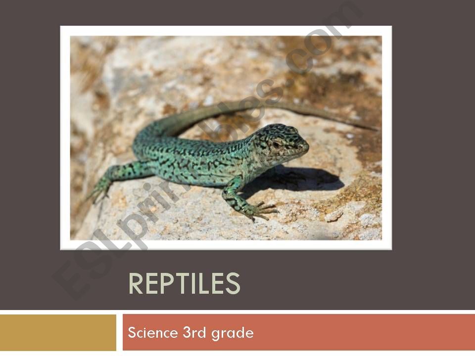 Reptiles Charactheristics powerpoint