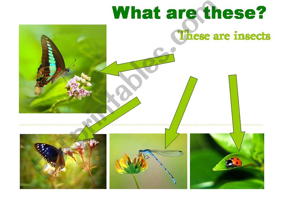 Insects powerpoint