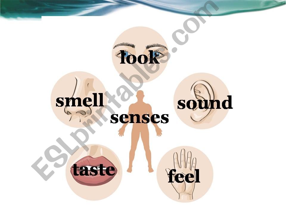 verbs of senses powerpoint