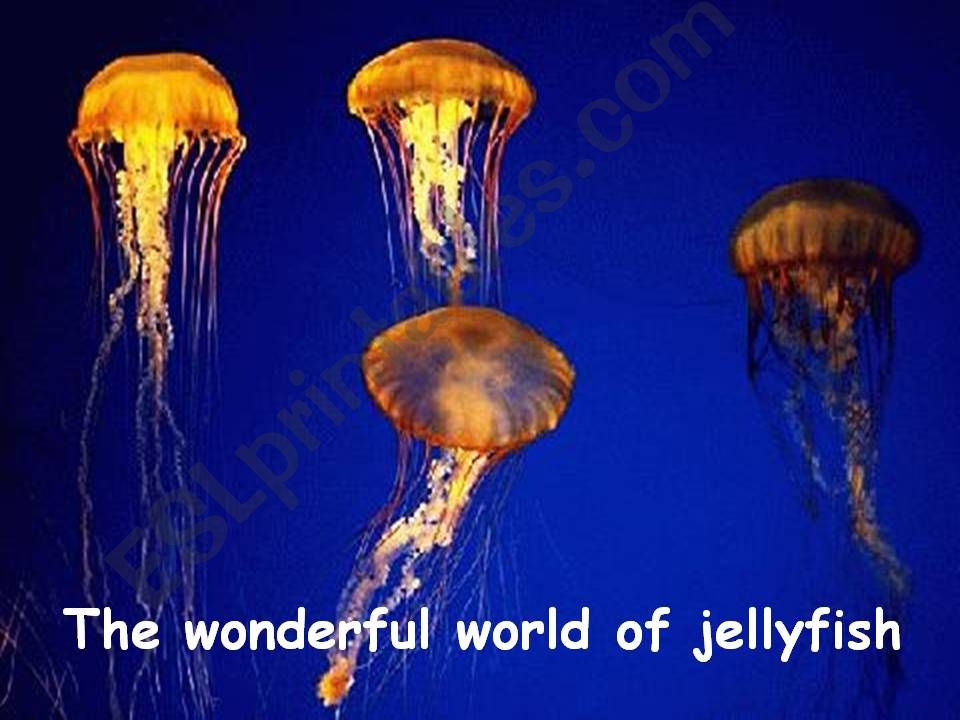Jellyfish powerpoint