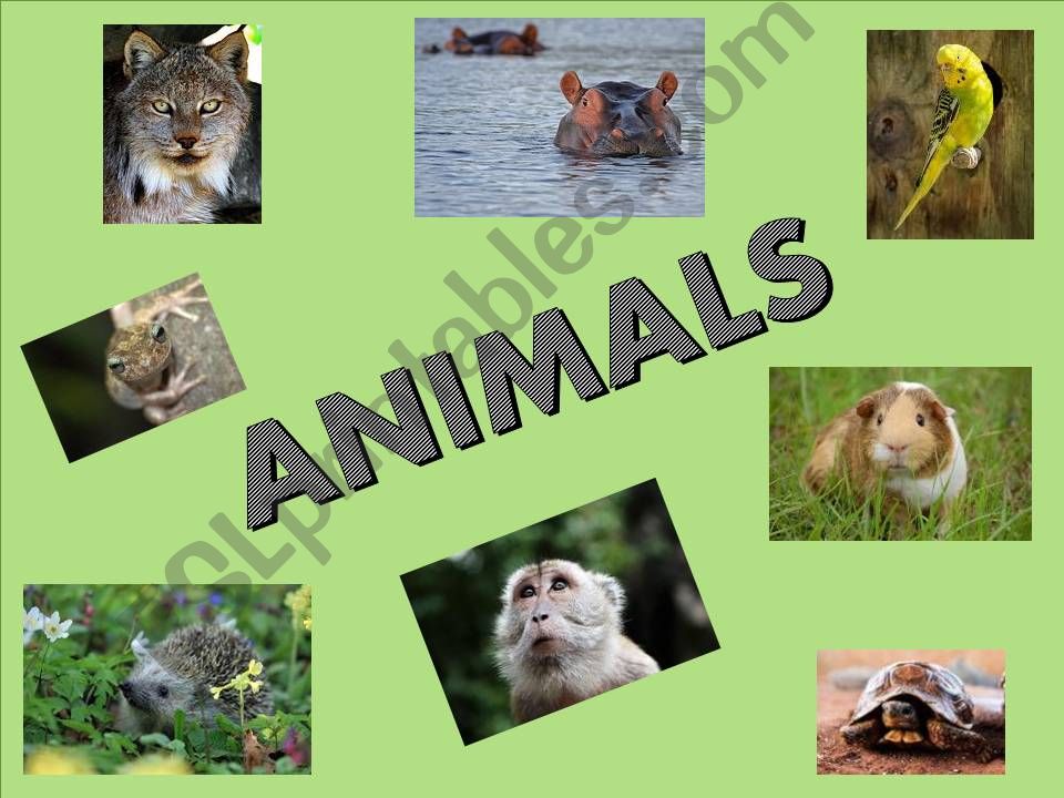 All kinds of animals - Wordsearch