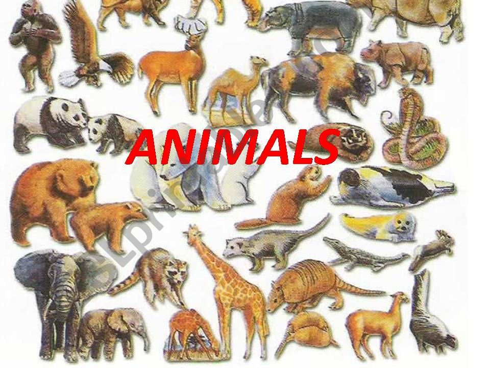 animals powerpoint