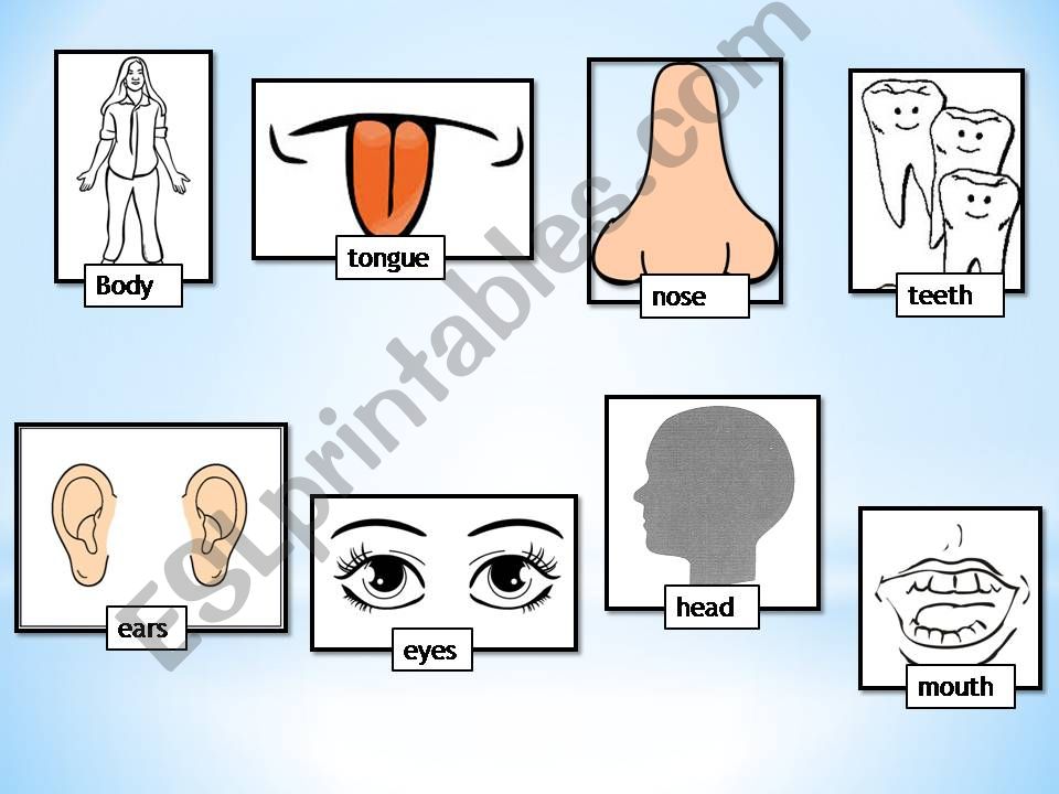 Body parts vocavulary powerpoint