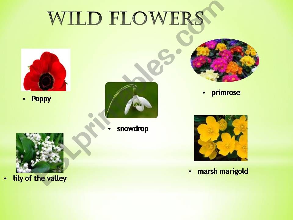 Flowers / Gardening powerpoint