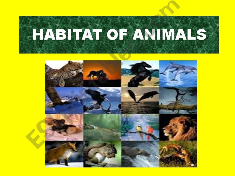 Wild Animals - Habitat of Animals