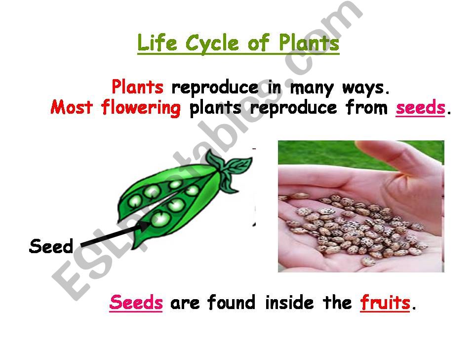 Life cycle in Plants powerpoint