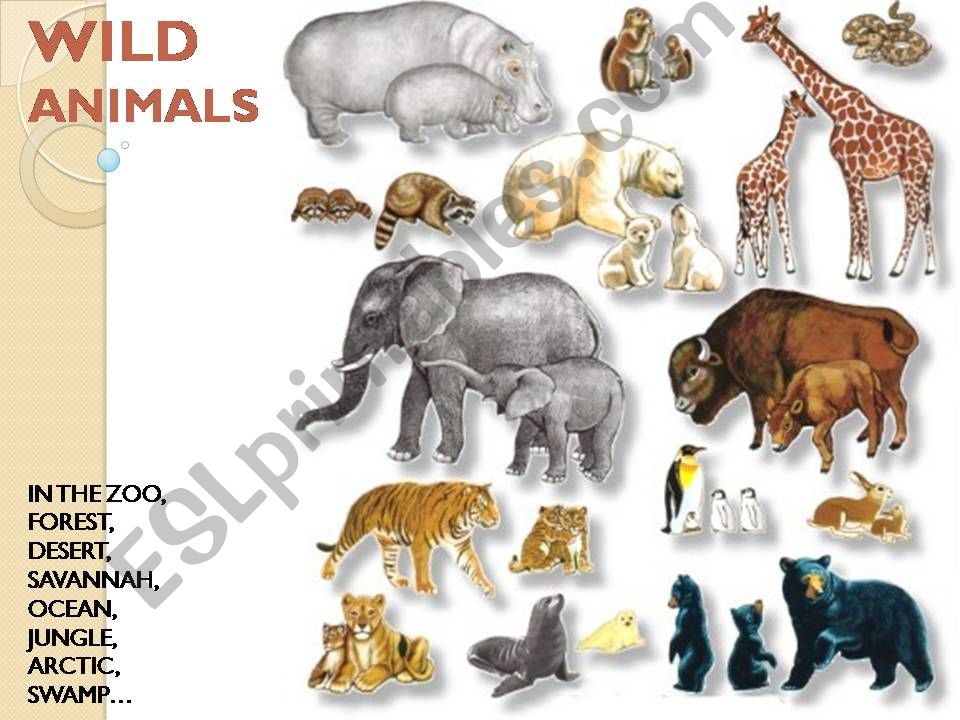 Wild Animals powerpoint