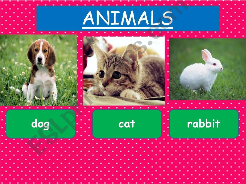 Animals  powerpoint