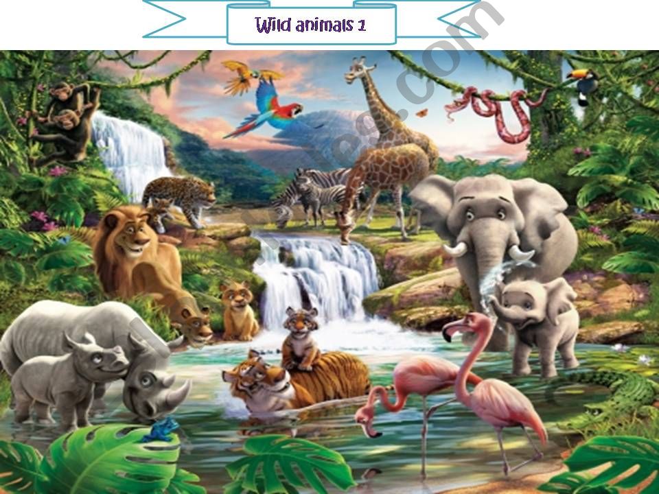wild animals flashcards pt 1 powerpoint