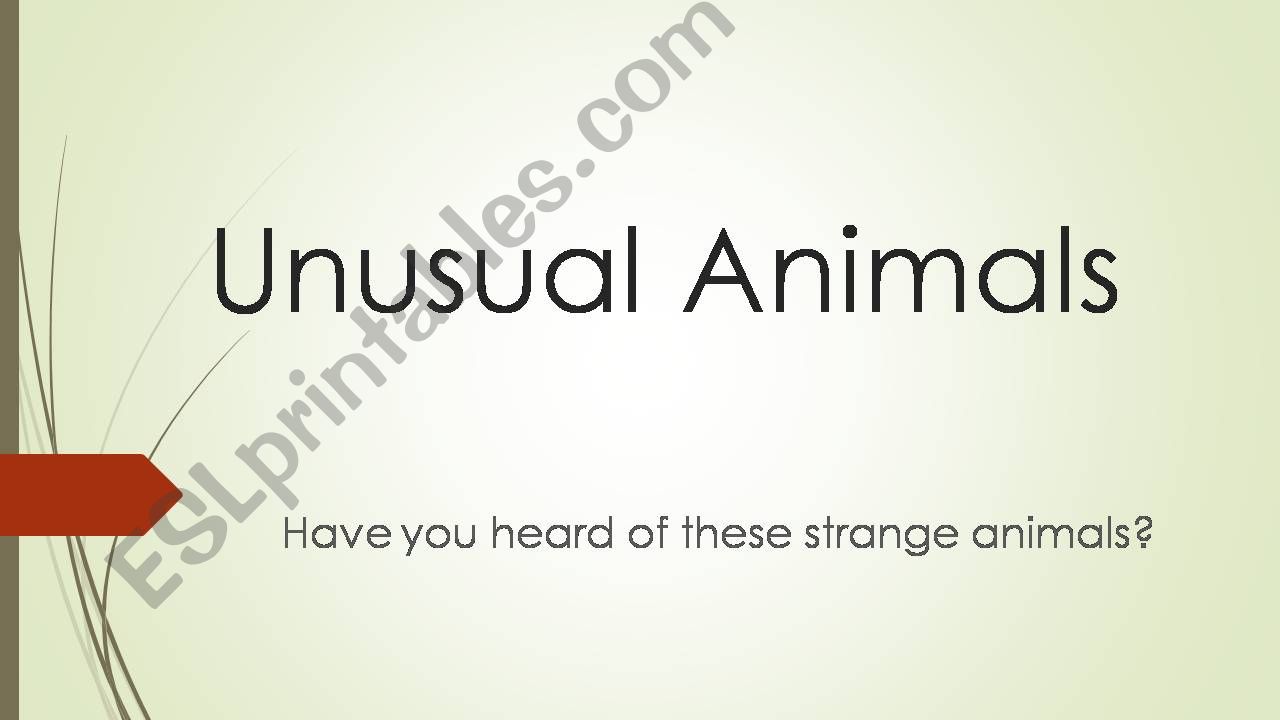 Unusual Animals powerpoint