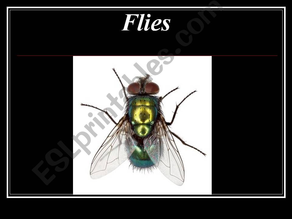 Flies powerpoint