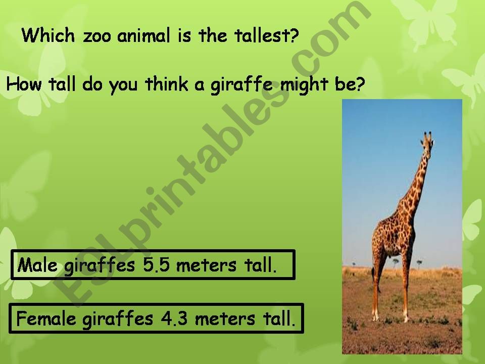 Giraffes Cant Dance powerpoint