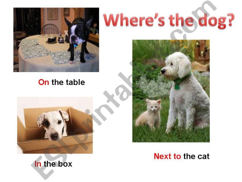 animals and prepositions of place