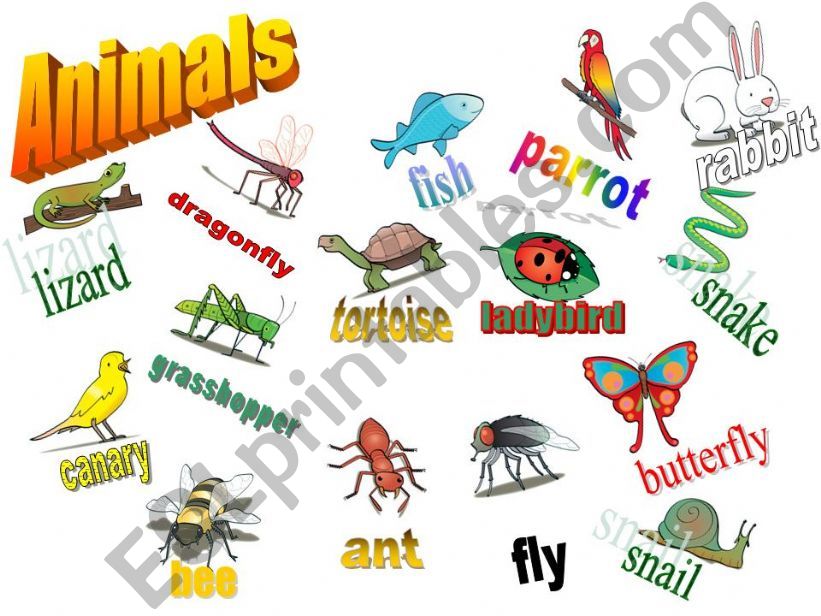 Animals powerpoint