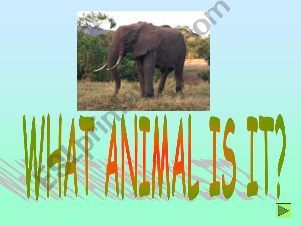 GUESS THE ANIMAL powerpoint