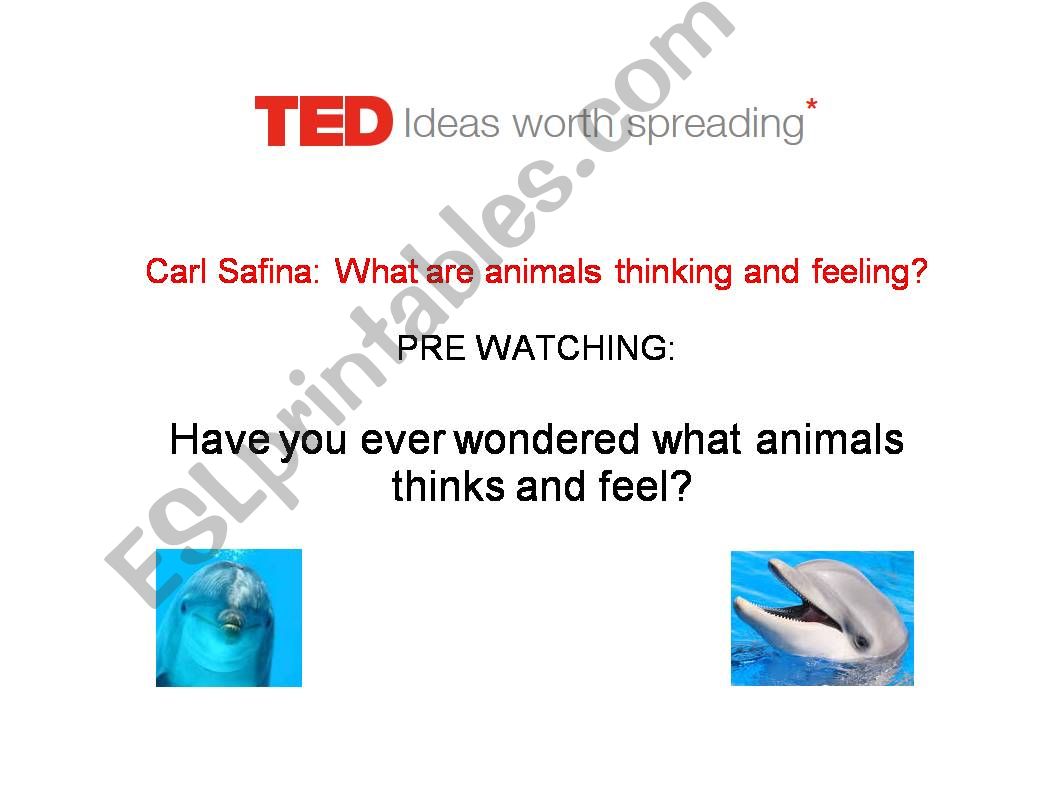 ESL - English PowerPoints: TED TALK - Animals think and feel