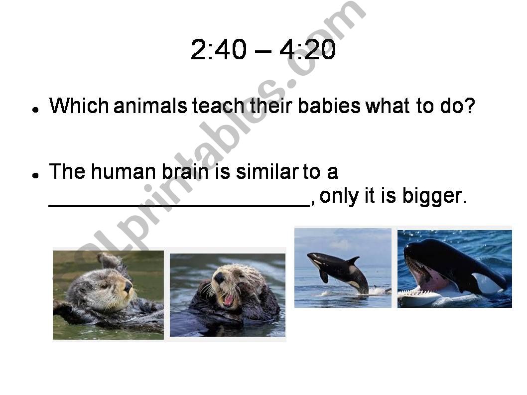 ESL - English PowerPoints: TED TALK - Animals think and feel ESL - English PowerPoints: TED TALK - Animals think and feel