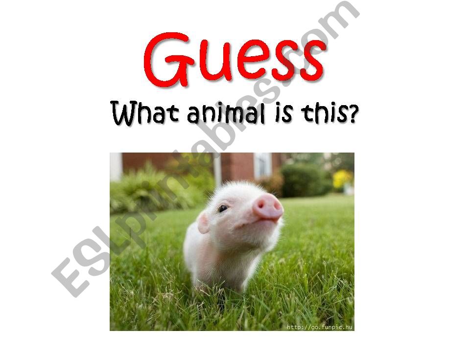 animal guess who powerpoint