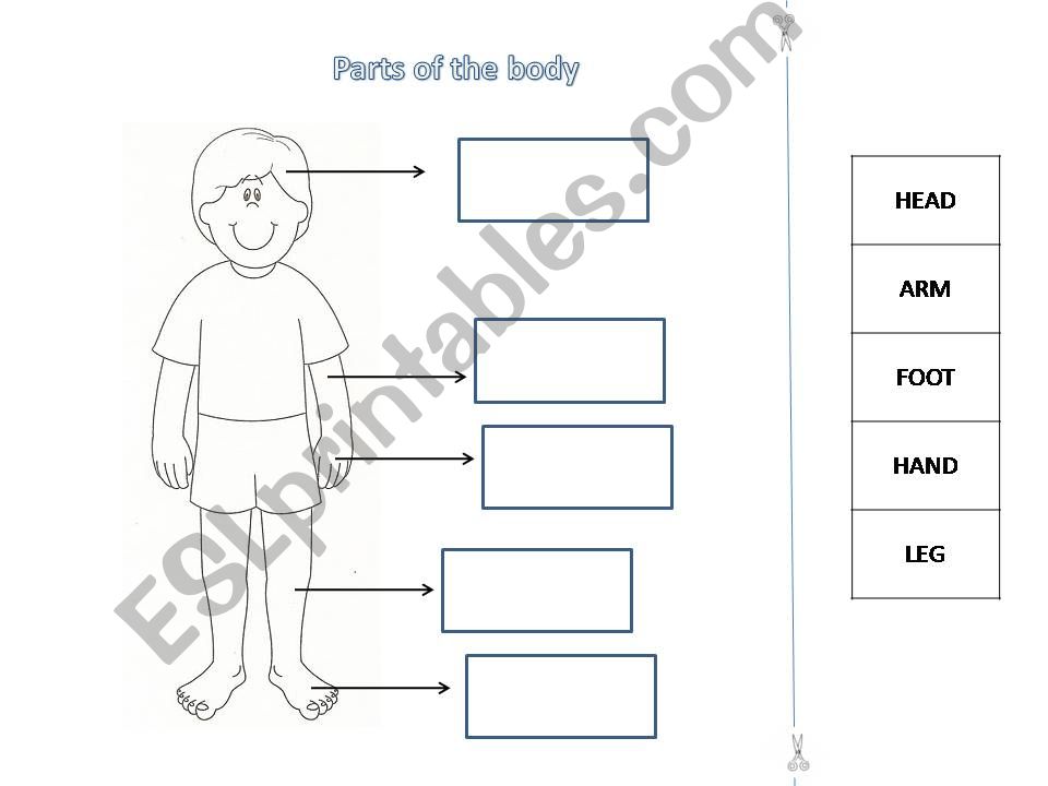 Parts of the body powerpoint