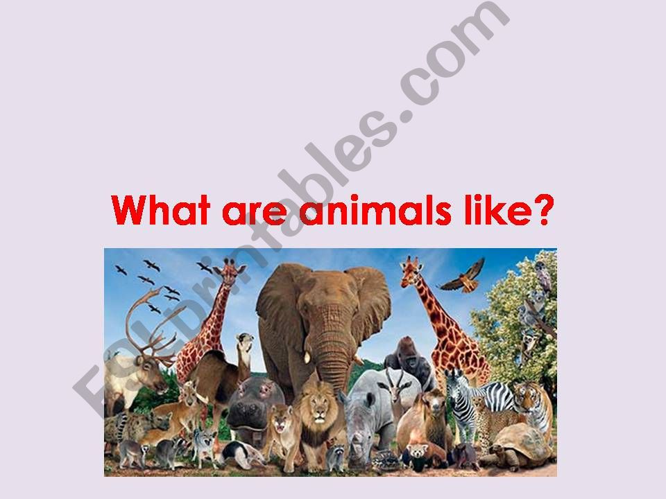 What are animals like? powerpoint