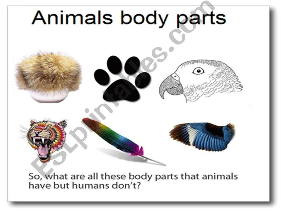 Animal parts (part 1) powerpoint