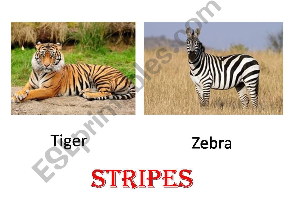 Animal parts (part 2) powerpoint