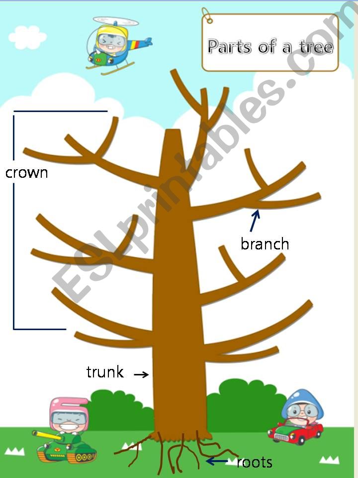 parts of tree powerpoint