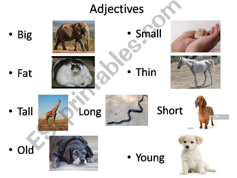 Simple Adjectives powerpoint