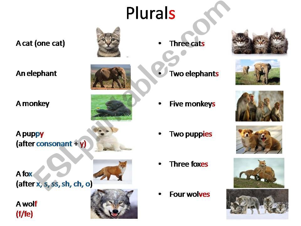 Plurals powerpoint