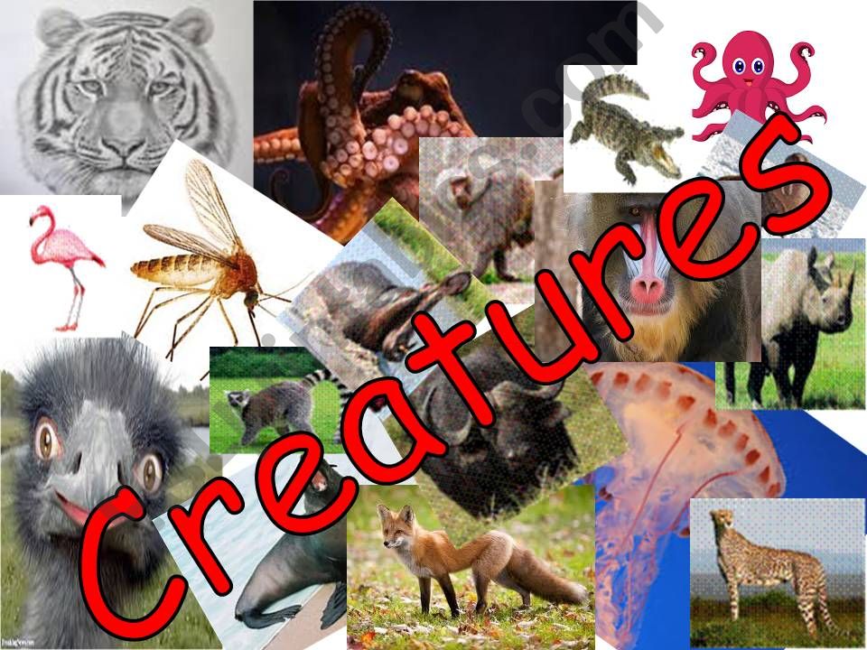 Creatures of land and sea  powerpoint