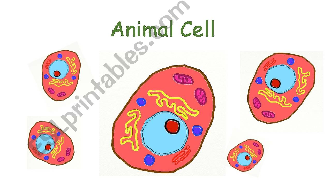 THE ANIMAL CELL  - CLIL powerpoint