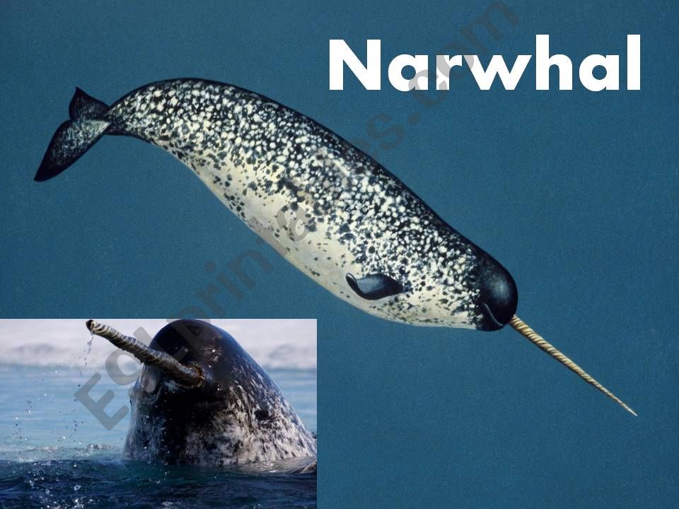 Animals Writing powerpoint