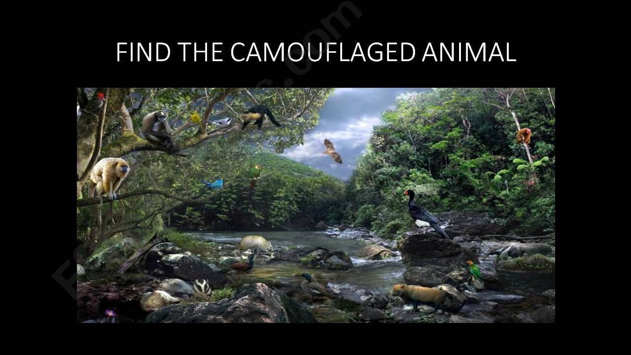 FIND THE HIDDEN ANIMAL powerpoint