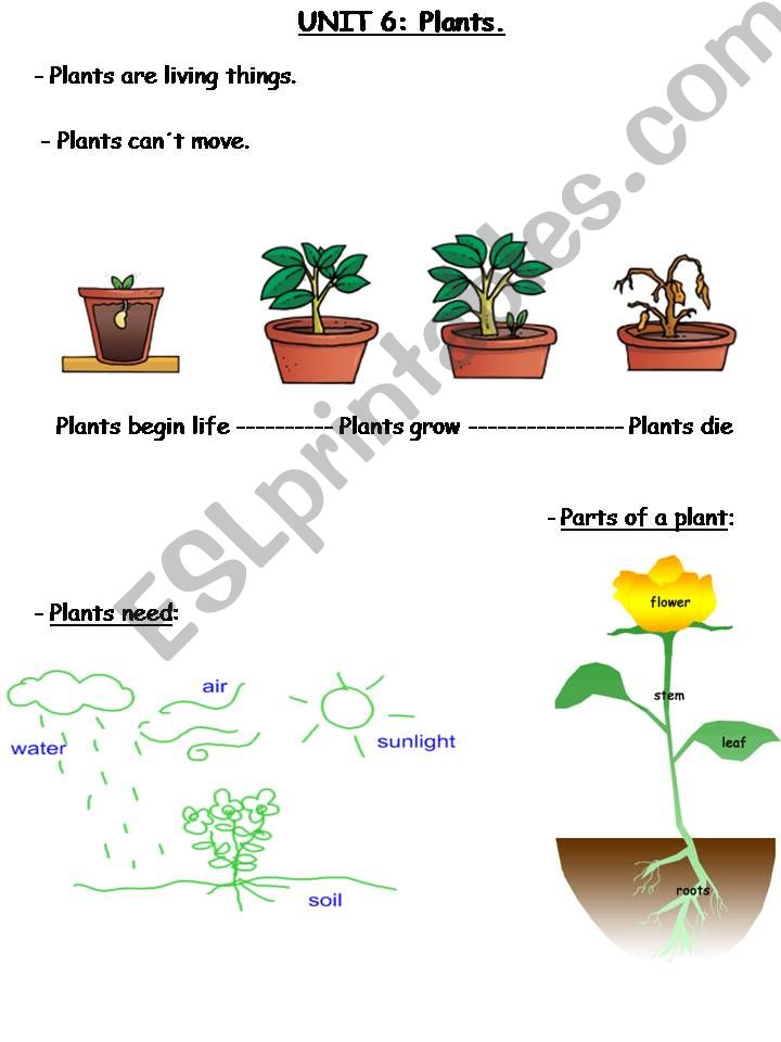 Plants powerpoint