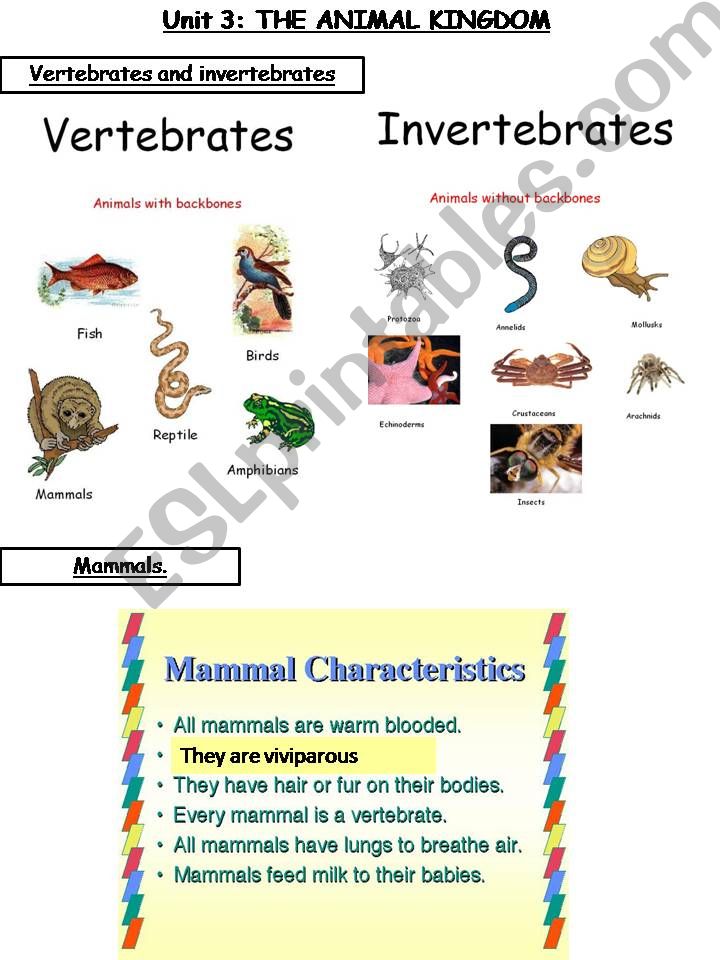 Animal kingdom powerpoint