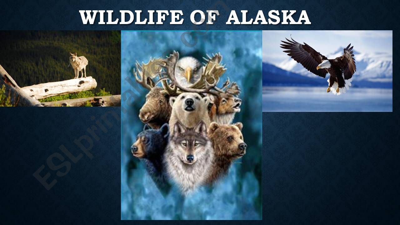 Wildlife of Alaska powerpoint