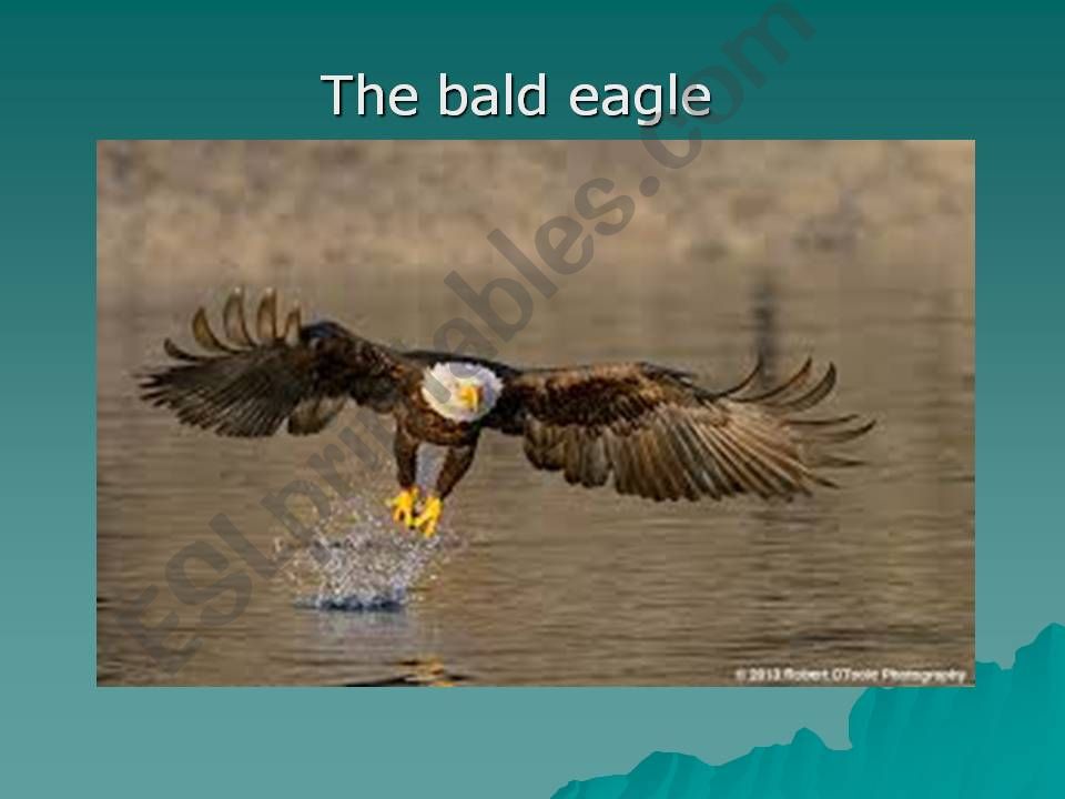 Bald eagle  powerpoint